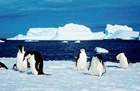 En nuestro recorrido hacia el sur navegaremos hacia las Islas Orne, con grandes colonias de pingüinos Barbijo, y una vista maravillosa a través del estrecho de Guirlache