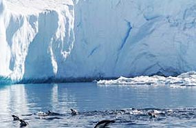 El Pasaje Drake también marca el límite norte de muchas aves marinas antárticas. Mientras, ya se pueden empezar a tener las primeras observaciones de fauna