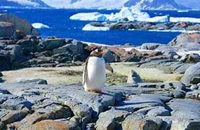 Navegaremos entre fiordos y espectaculares témpanos de hielo en agradable compañía de aves marinas,pingüinos, focas y ballenas.