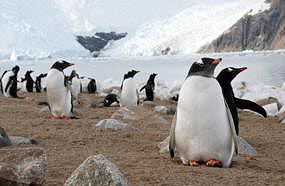 Viajes en Barco a la Antártida, Polo sur.