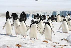 Dejaremos la Península Antártica y tomaremos rumbo al norte, cruzando el Pasaje Drake. Únase a nuestros conferencistas y naturalistas en la cubierta