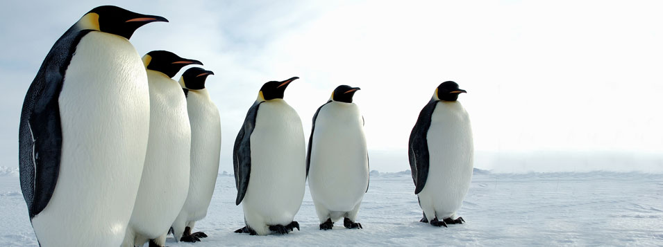 Expedición al Mar de Weddel para ver el Pingüino Emperador con Señores Pasajeros, especialistas en cruceros a la Antártida