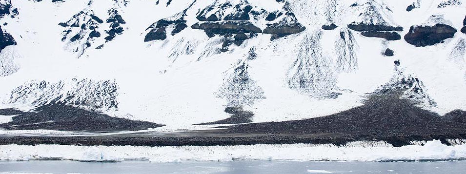 Expedición polar al Antártico visitando las Islas Malvinas, Georgia del Sur y la Península Antártica con la agencia de viajes Señores Pasajeros