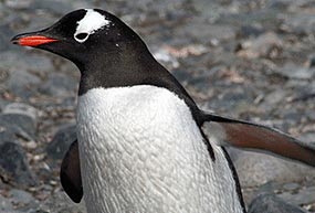 A su vecina Point Jougla, que está habitada por pingüinos papúa y cormoranes imperiales